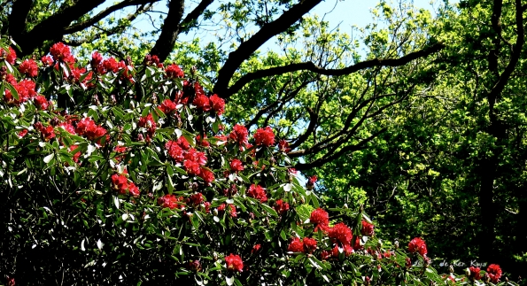 Bois des Moutiers (359) Mai 2012